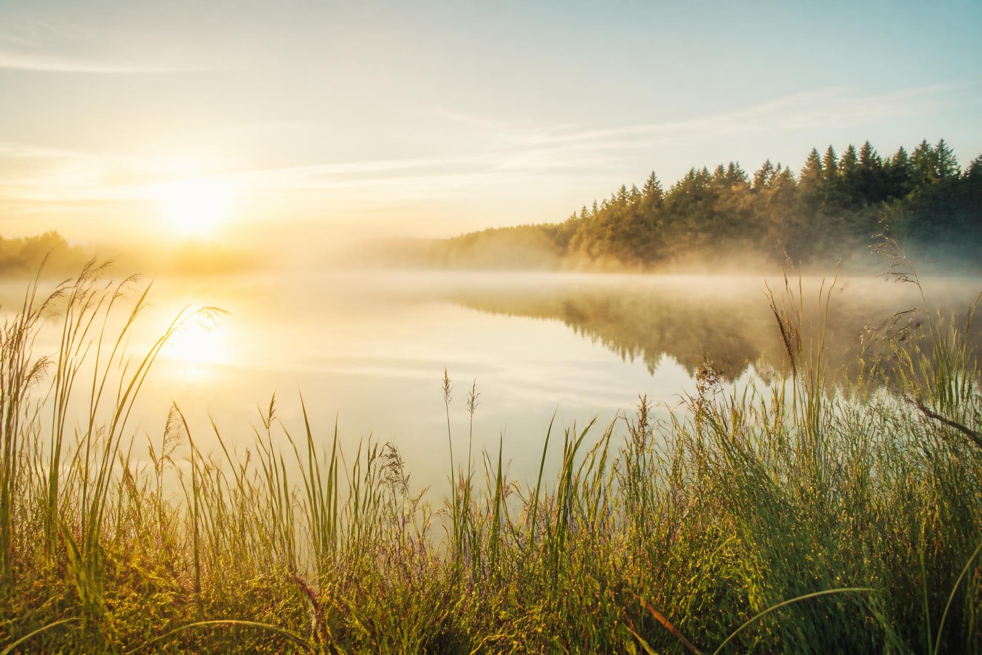 Ruhiger Weiher am Morgen mit Schilf und feinem Nebel